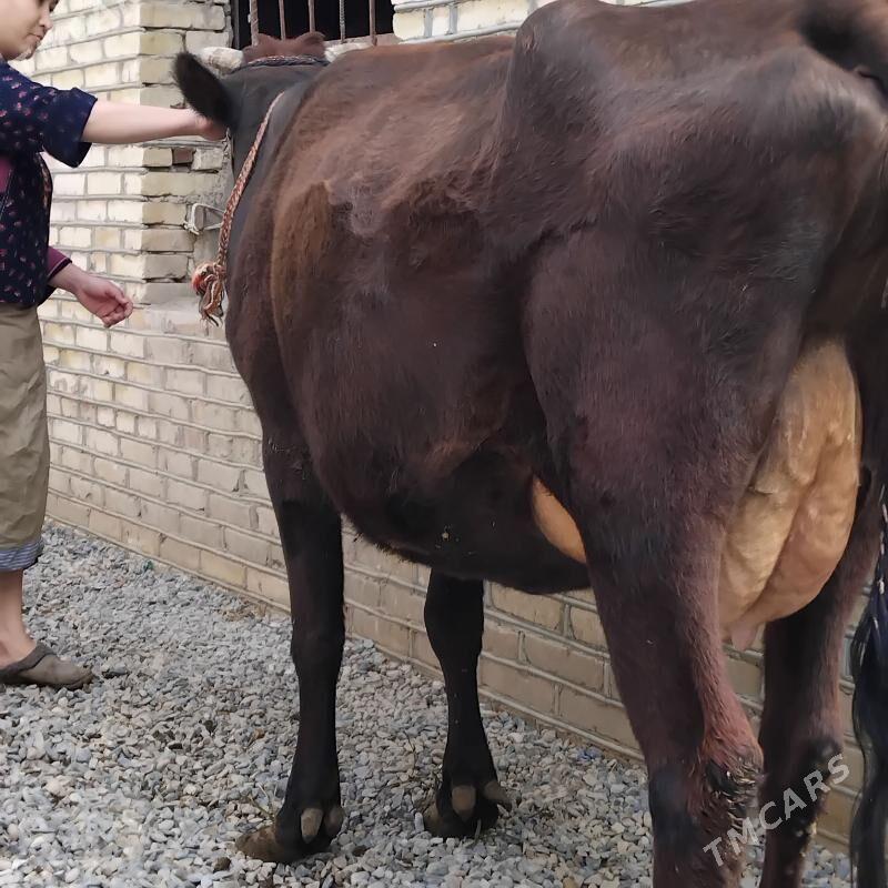 göleli sygyr. - Мары - img 1