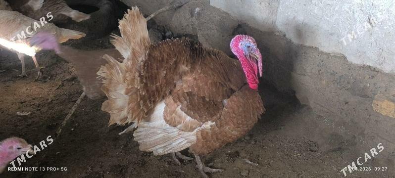 Owgan induk - Дашогуз - img 1