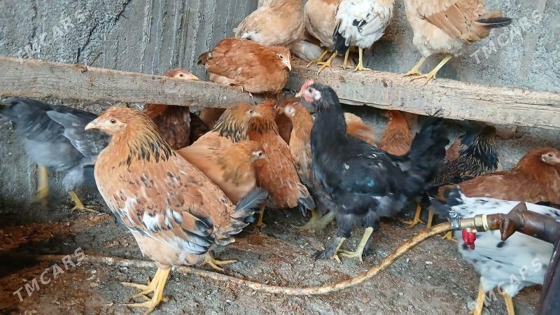 6 aýlyk jüje - Багир - img 1