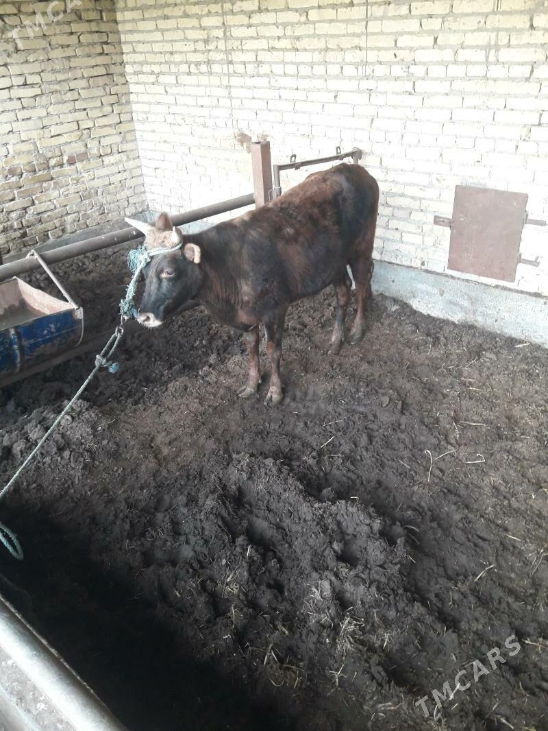 okuz - Чарджоу - img 1