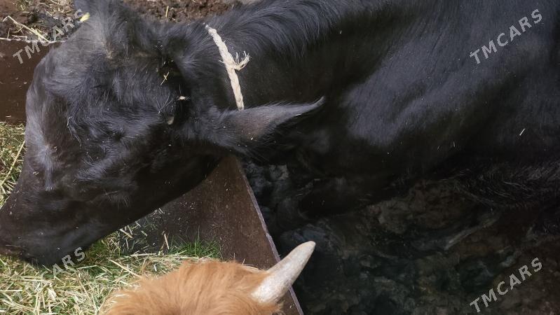 okuz ANGUS - Gökdepe - img 1