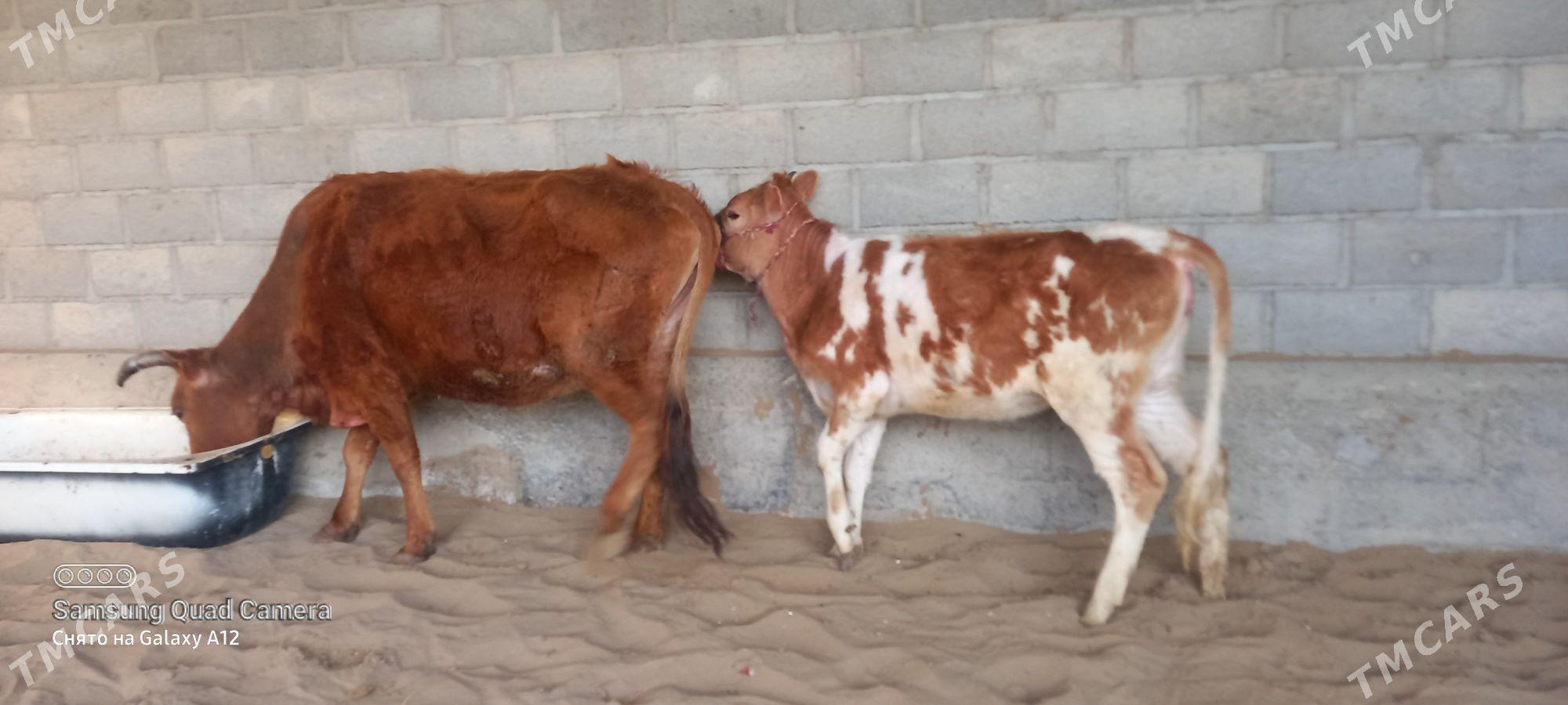 goleli sygyr - Гумдаг - img 1