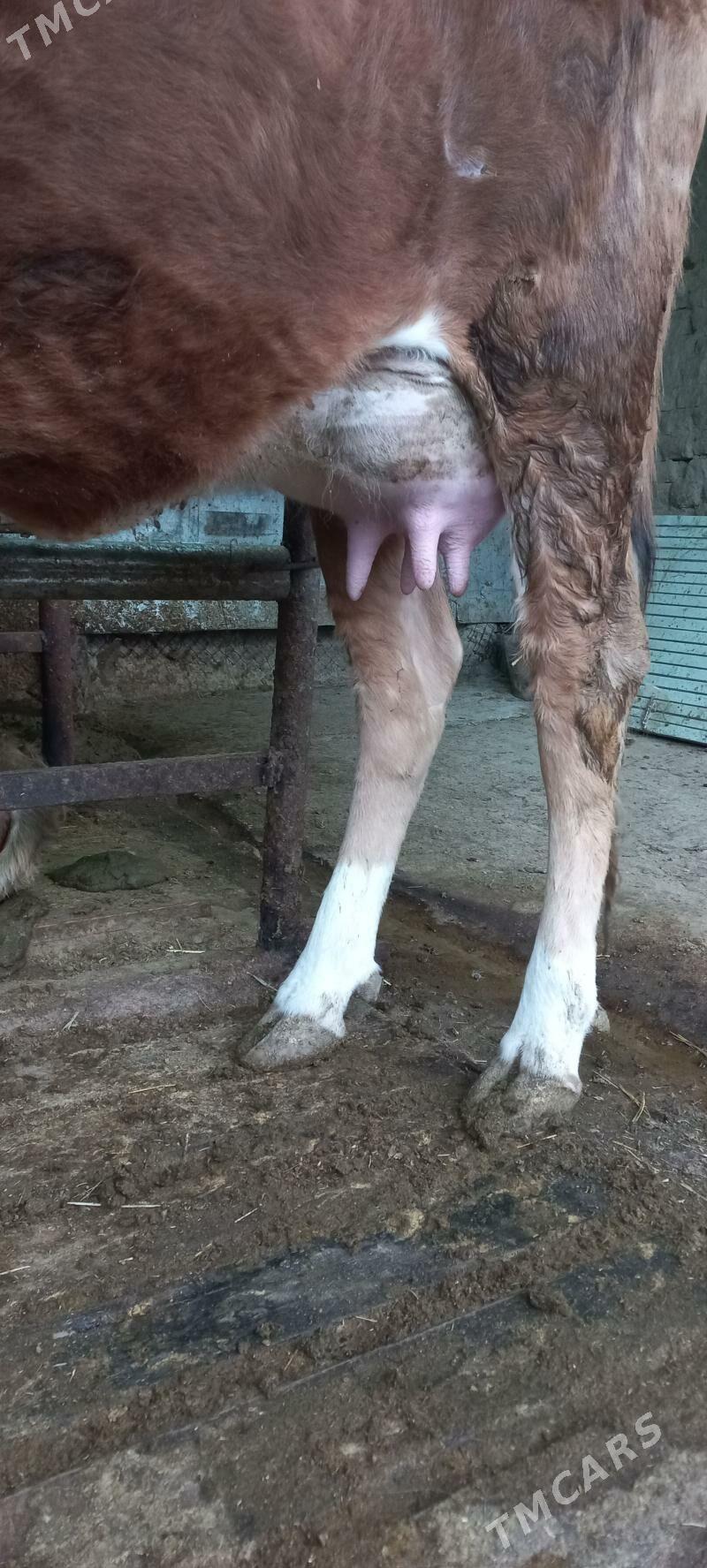 Göleli sygyr - Бахарден - img 1