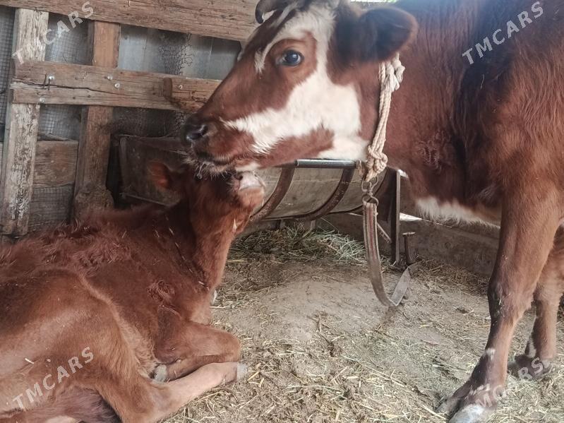 göleli sygyr - Мары - img 1