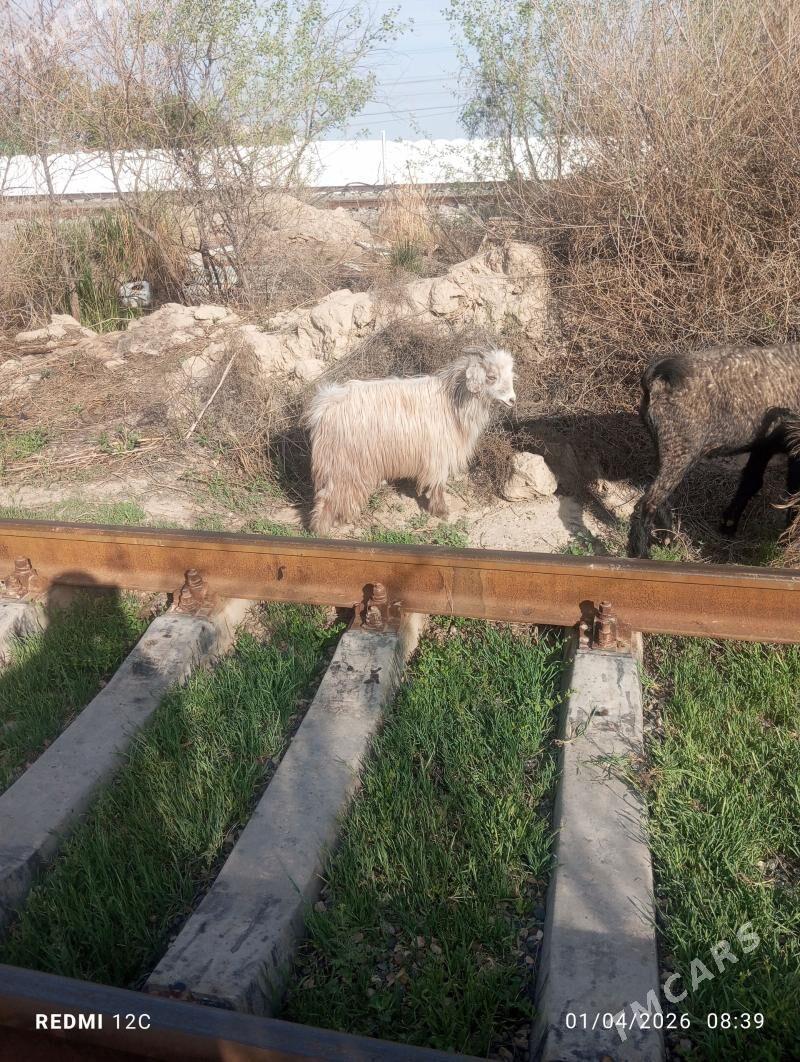 çewişler - Farap - img 1