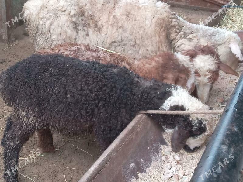 ekiz owlakly geci - Büzmeýin - img 1