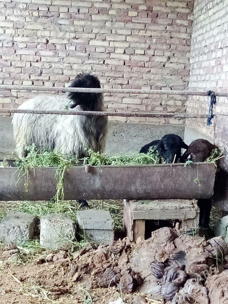 Goýun Gurat Ekiz Guzuly - Gökdepe - img 1