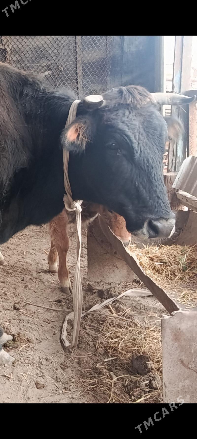 göleli sygyr - Мары - img 1