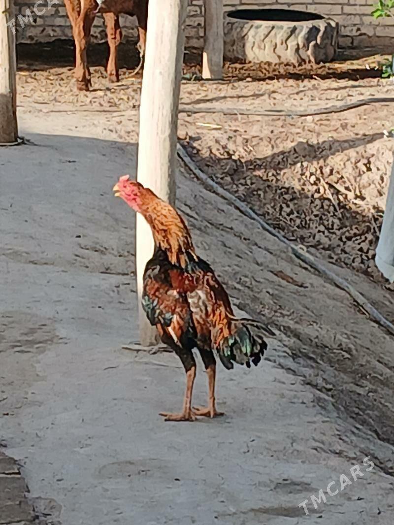 baysy horaz - Саят - img 1