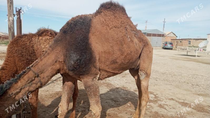 düýe - Bereket - img 1