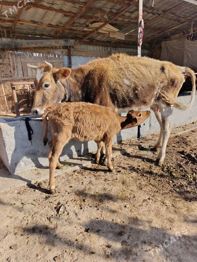 goleli sygyr - Babadaýhan - img 1