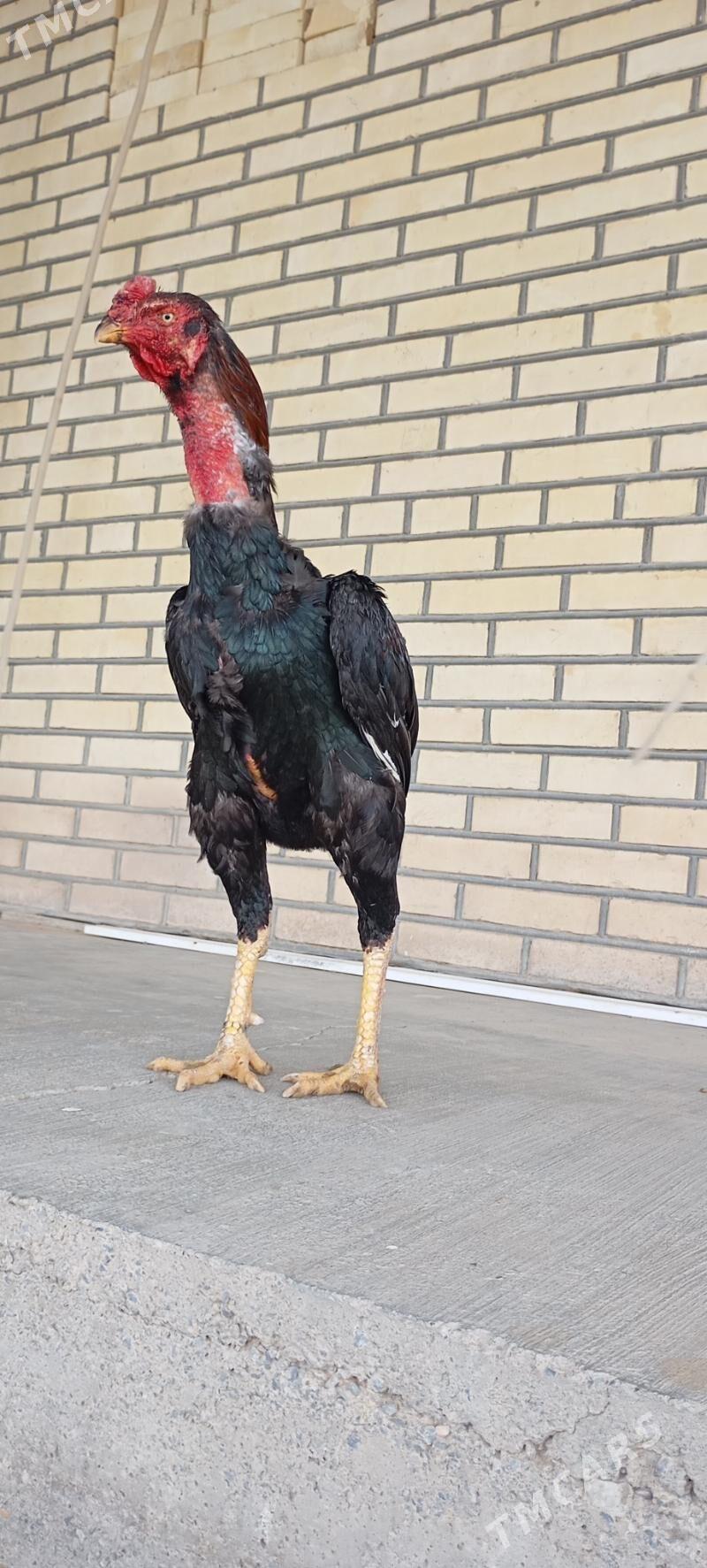 bayes horaz - Мары - img 1