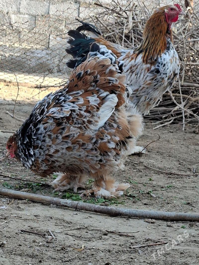 brama - Джебел - img 1