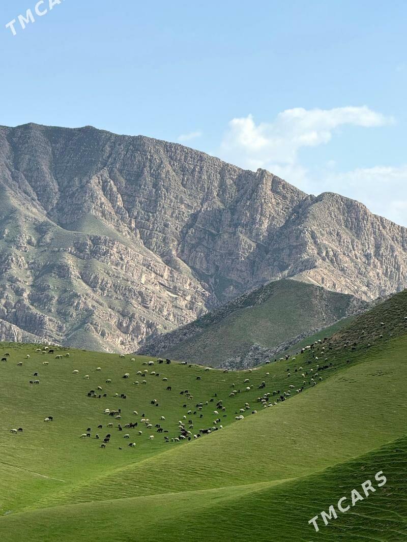 Bereketli zamana Gäw - Ак-Бугдайский этрап - img 1