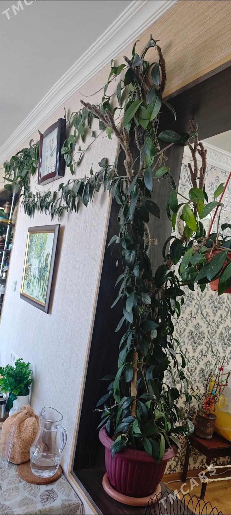 комнатные растения - Ашхабад - img 1