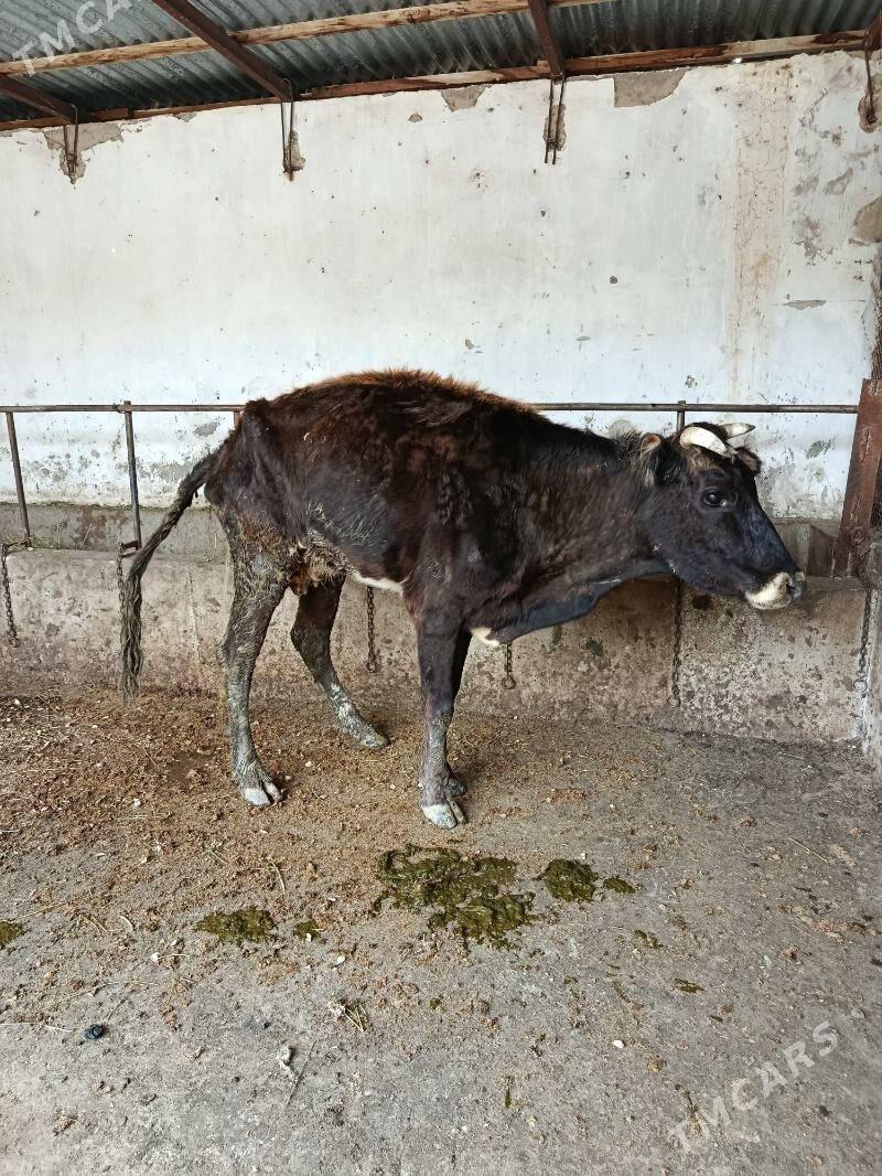 Gooeli sygyr - Gyzylarbat - img 1