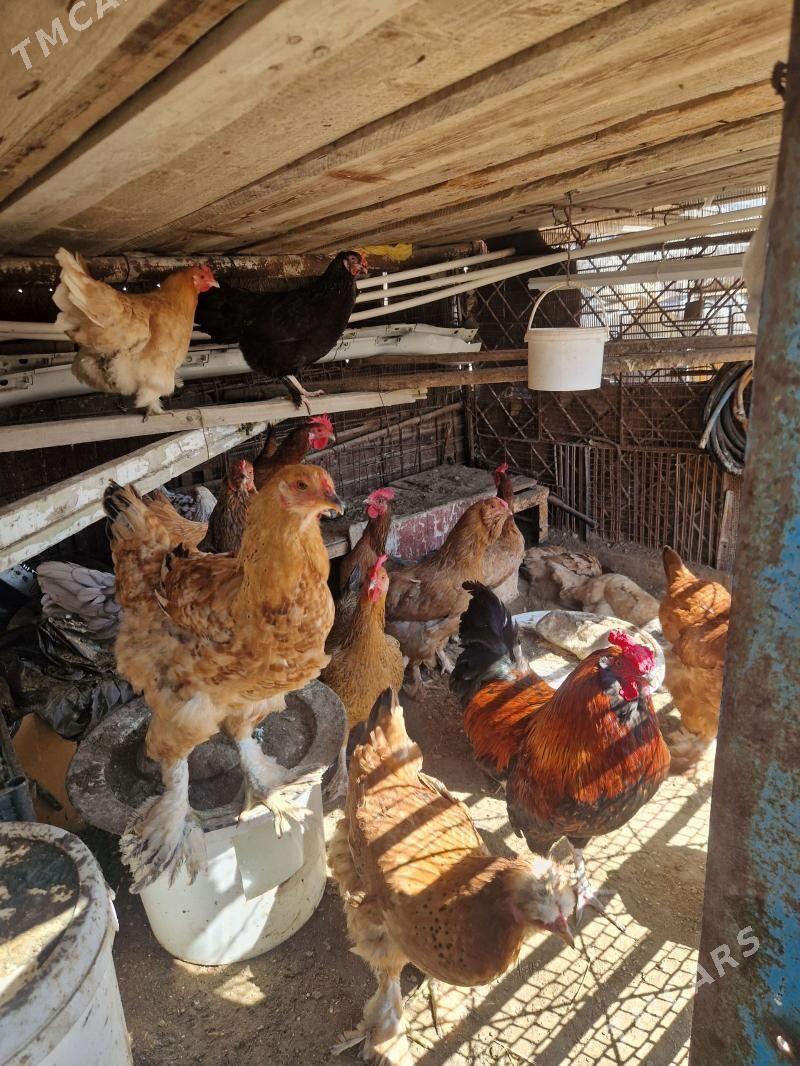 Towuk - Balkanabat - img 1