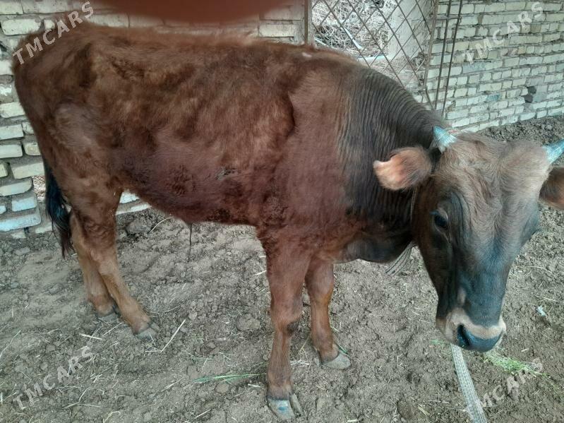 okuz - Векильбазар - img 1