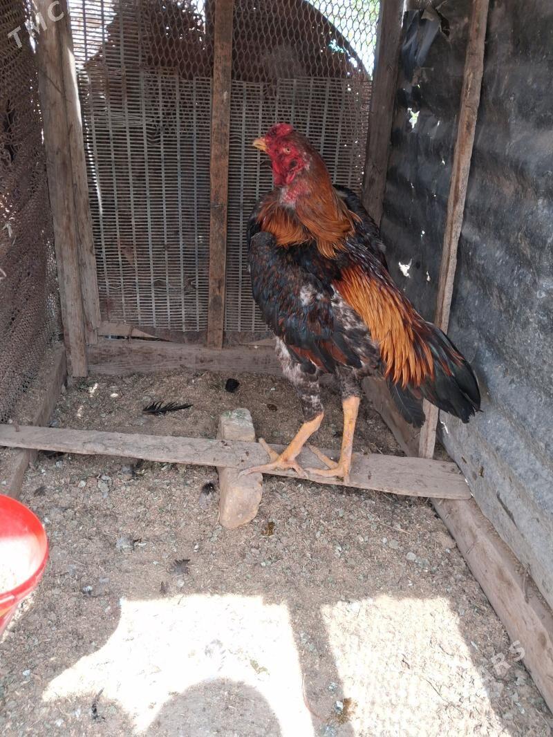 Horaz - Dänew - img 1