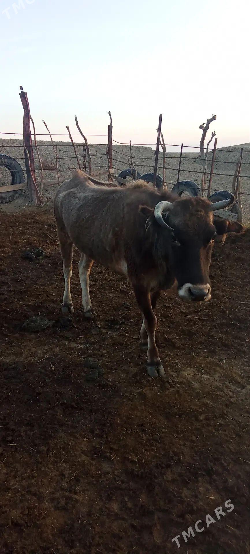 satlyk sygur - Gyzylarbat - img 1