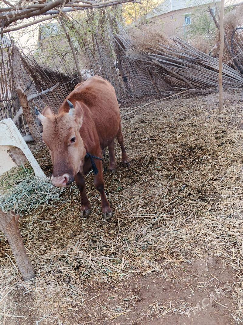 tüwe - Babadaýhan - img 1