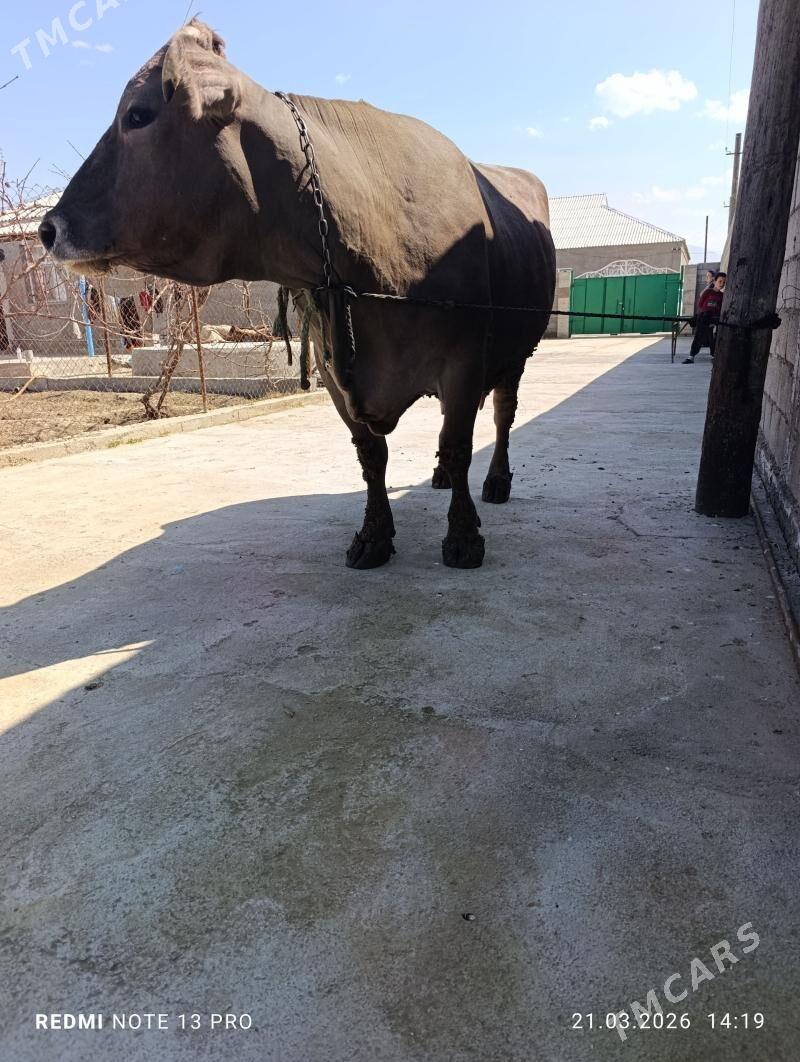 Sygyr swes tohum - Гёкдепе - img 1