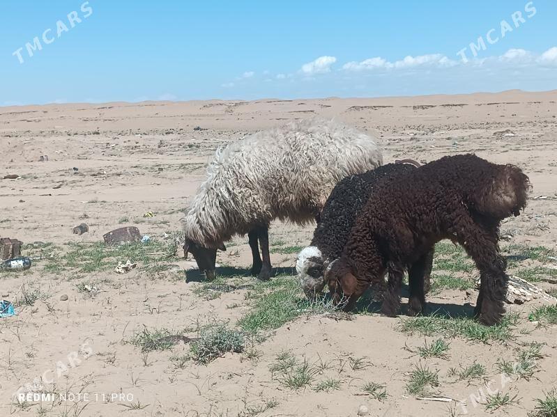 Ekiz Guzuly Goyun - Эсенгулы - img 1