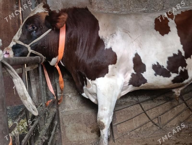 Окуз - Türkmenabat - img 1