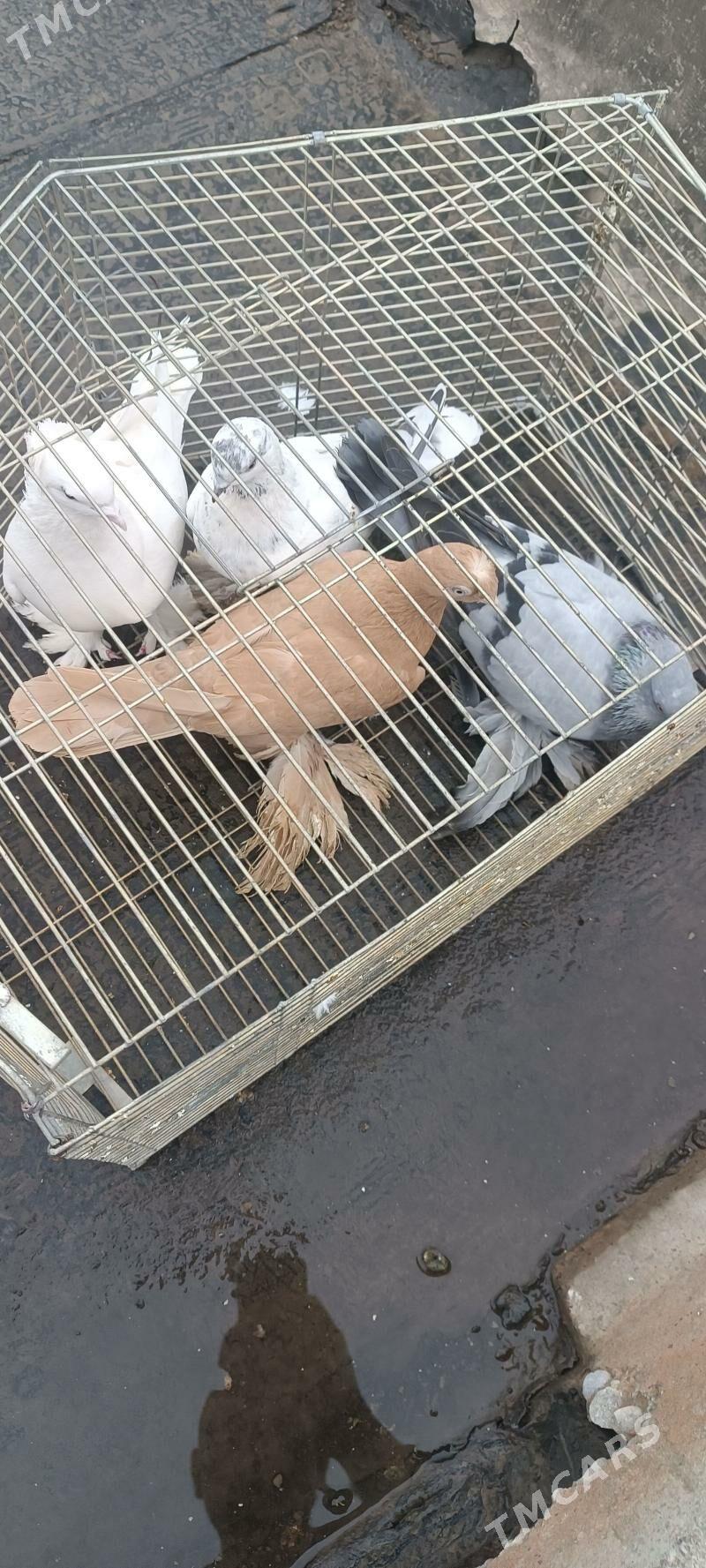 kepderi - Ашхабад - img 1