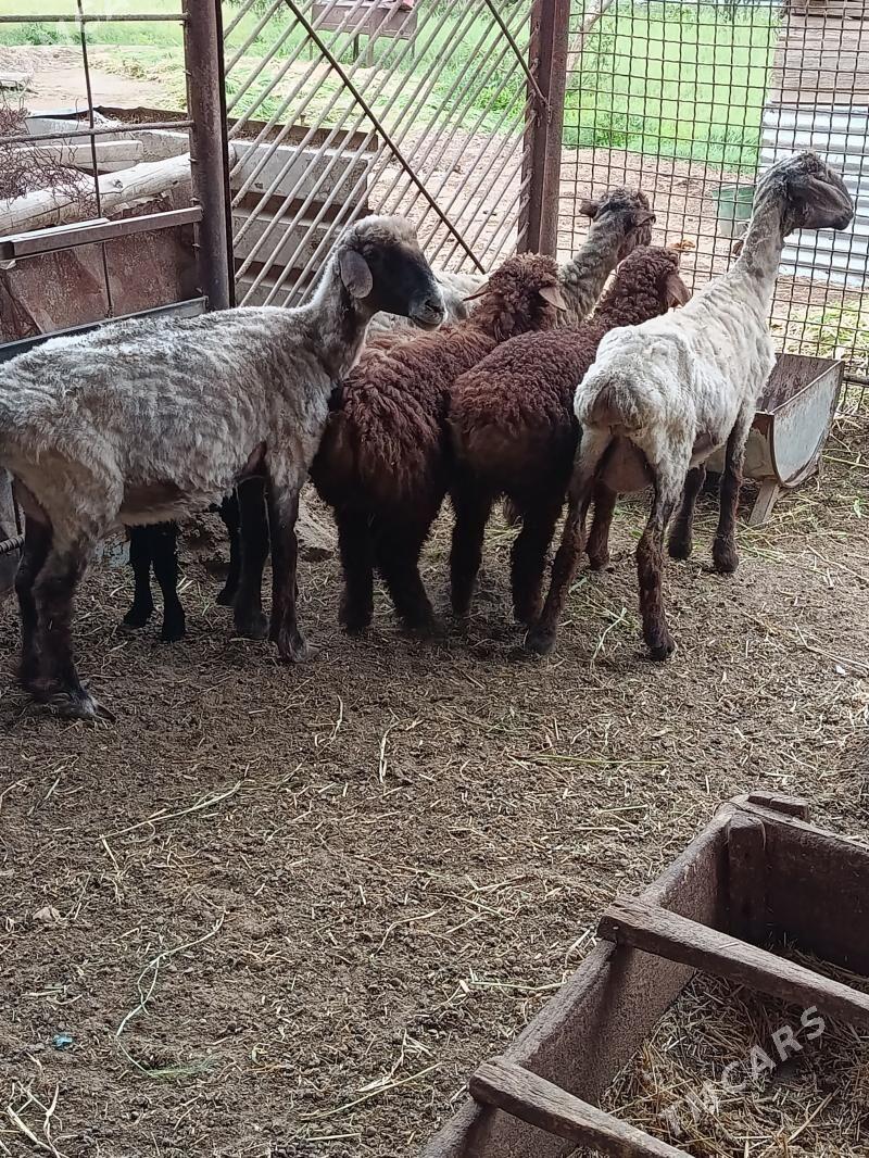 Guzuly Goyunlar - Mary - img 1