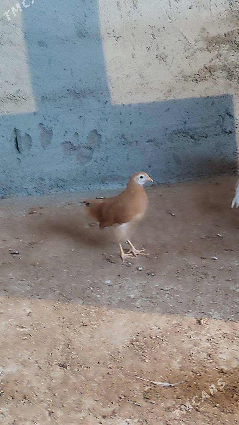 juyje - Ашхабад - img 1