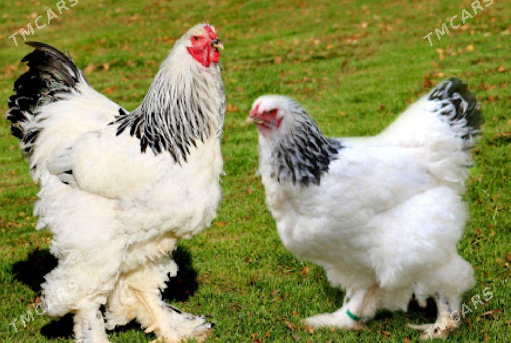 Horaz, Брама и Бойцовый - Çärjew - img 1