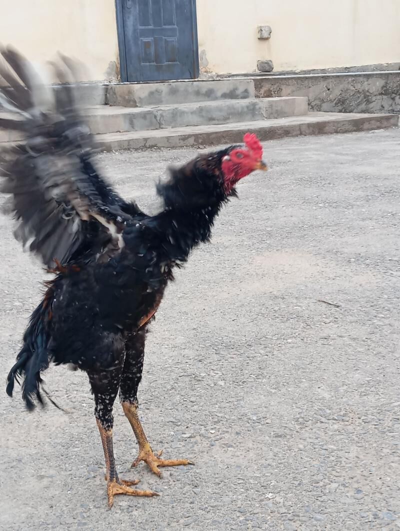 taşkent juije - Çoganly - img 1