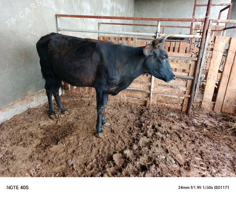 bogaz tuwe - Бузмеин - img 1