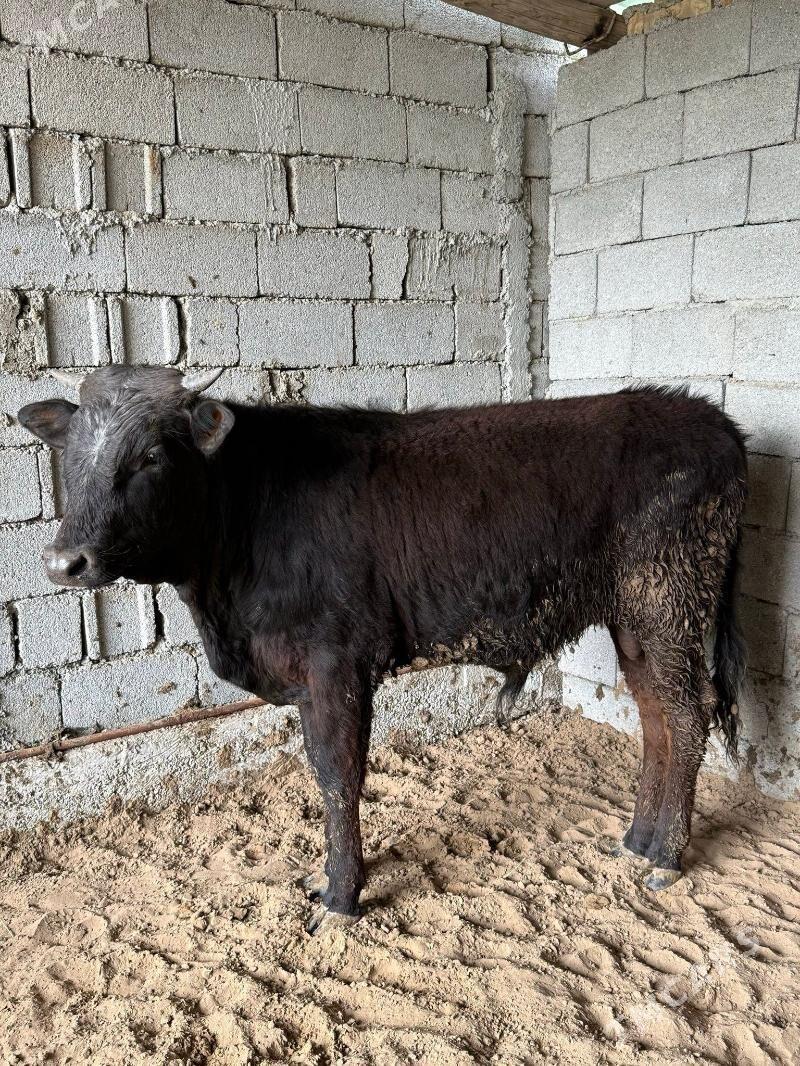 şwes öküz - Bagyr - img 1