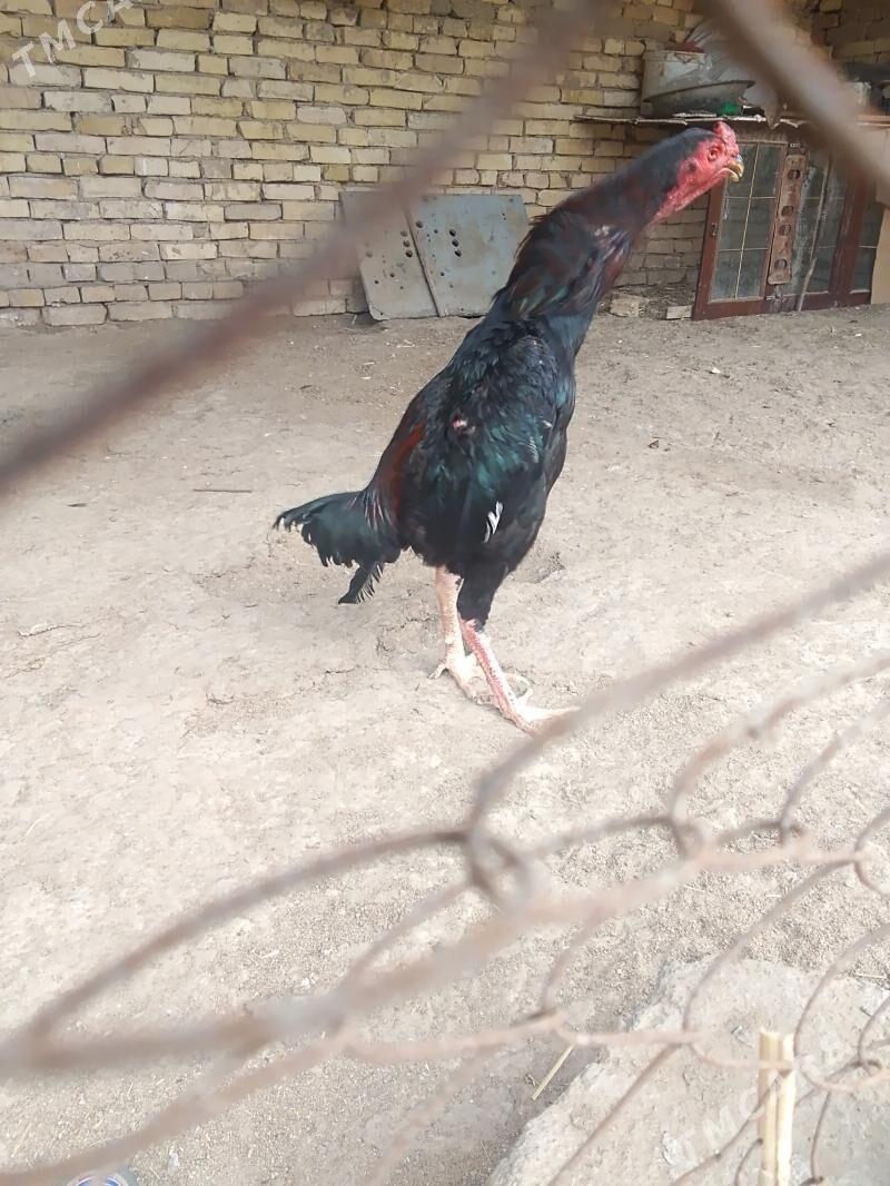 baysy - Байрамали - img 1