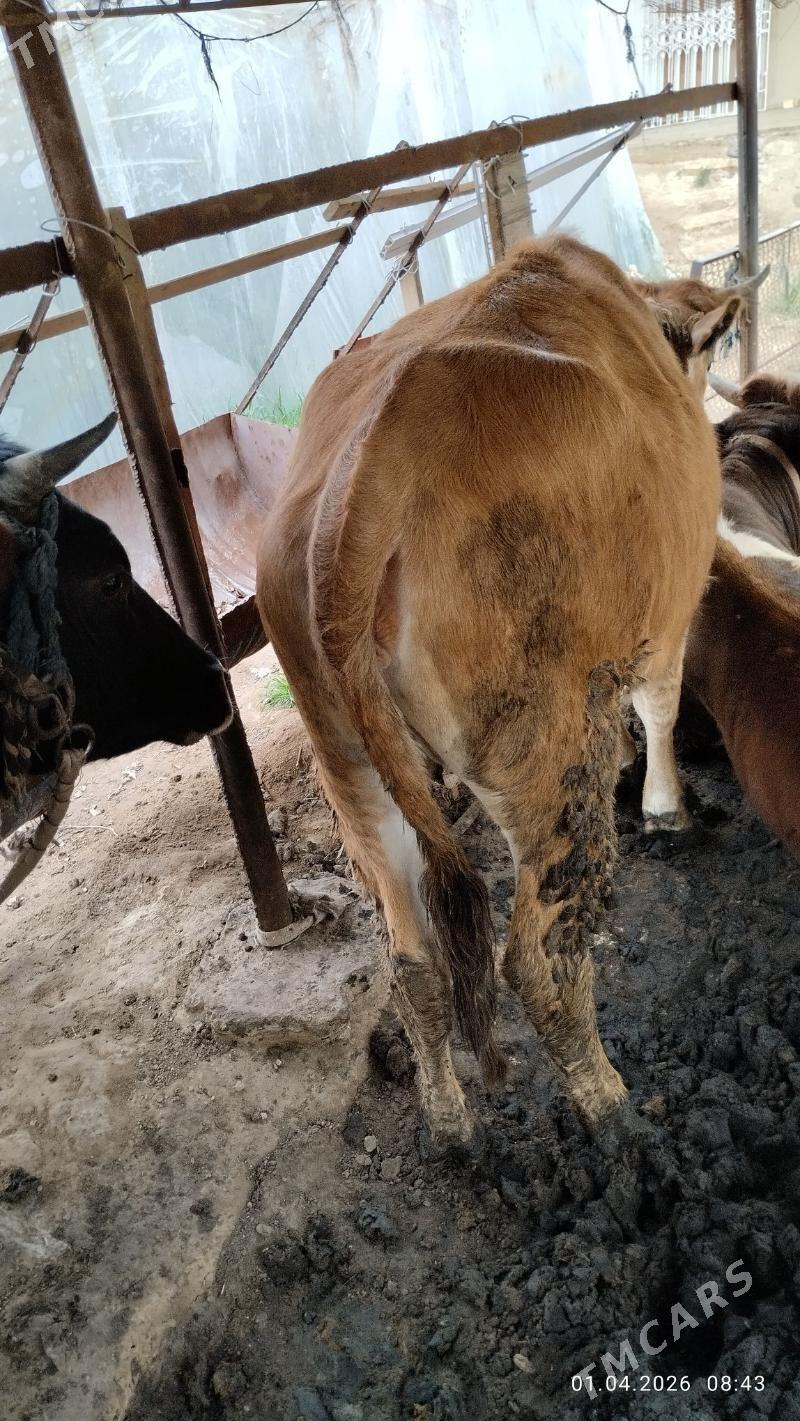 gulajyn - Мургап - img 1