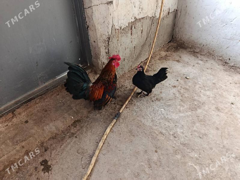 karlık - Гызыларбат - img 1