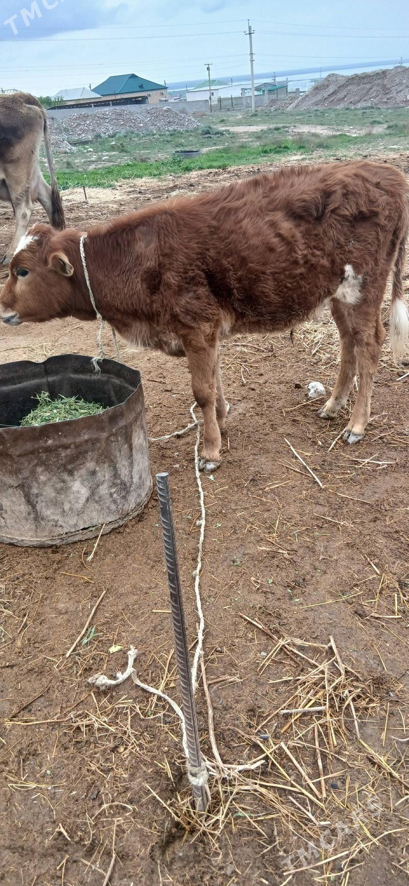 öküzçe - Gökdepe - img 1