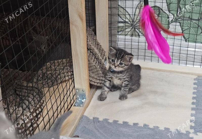 котятки - Aşgabat - img 1