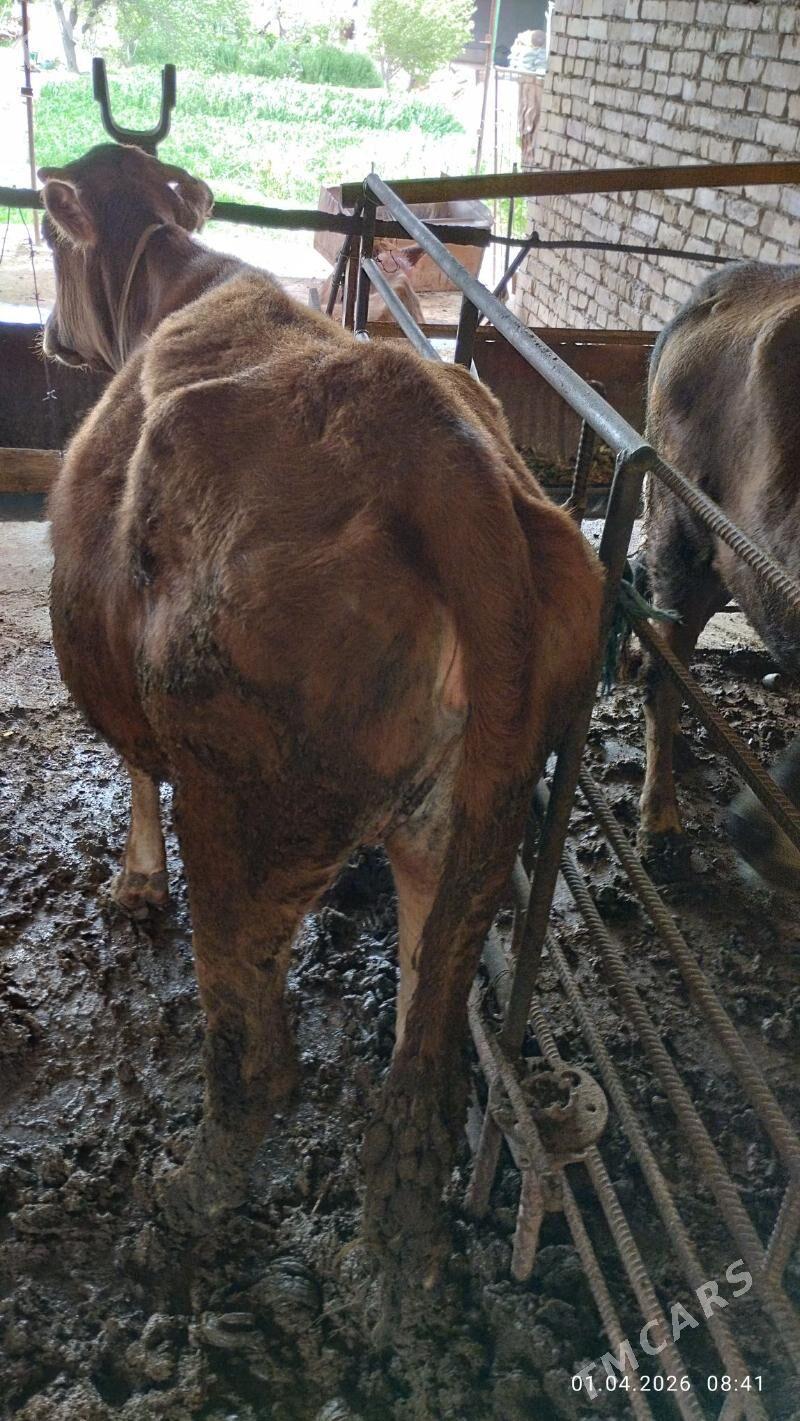 gulajyn - Мургап - img 1