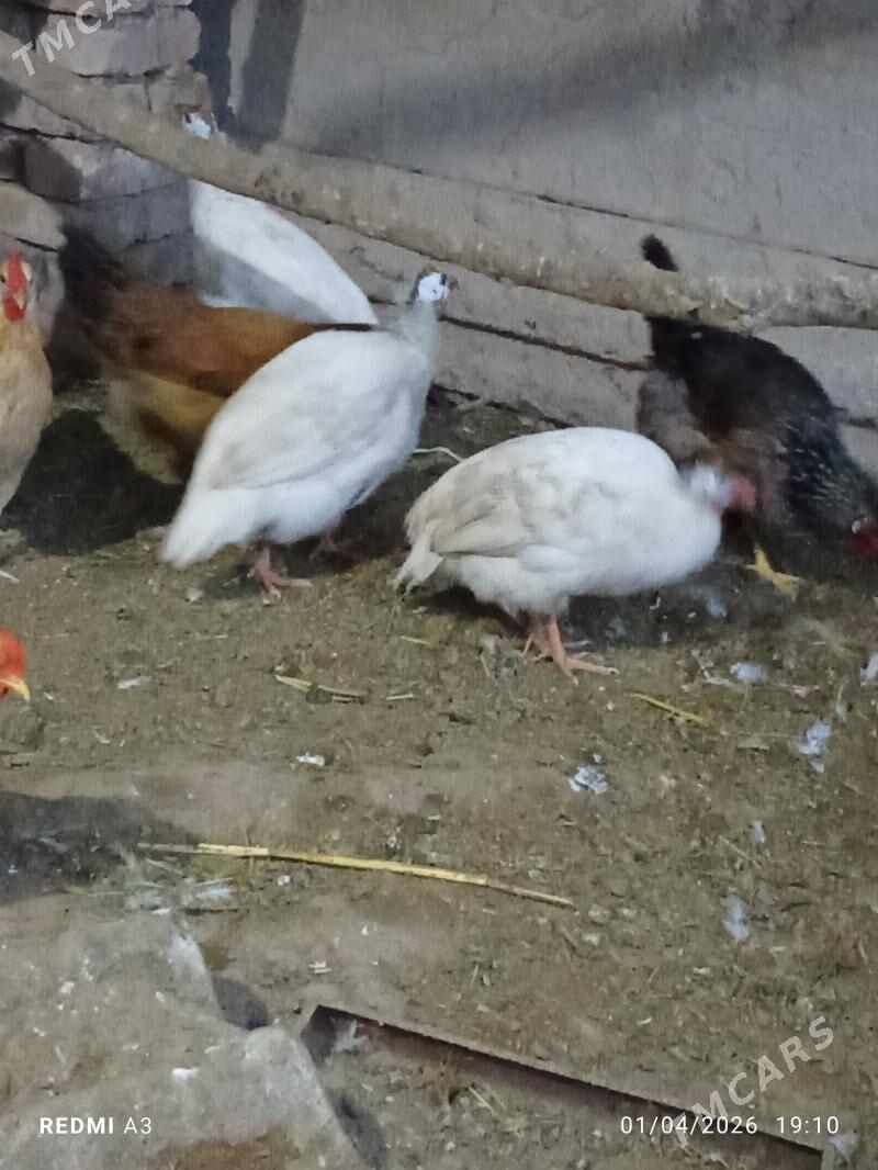 kakilik - Tejen - img 1