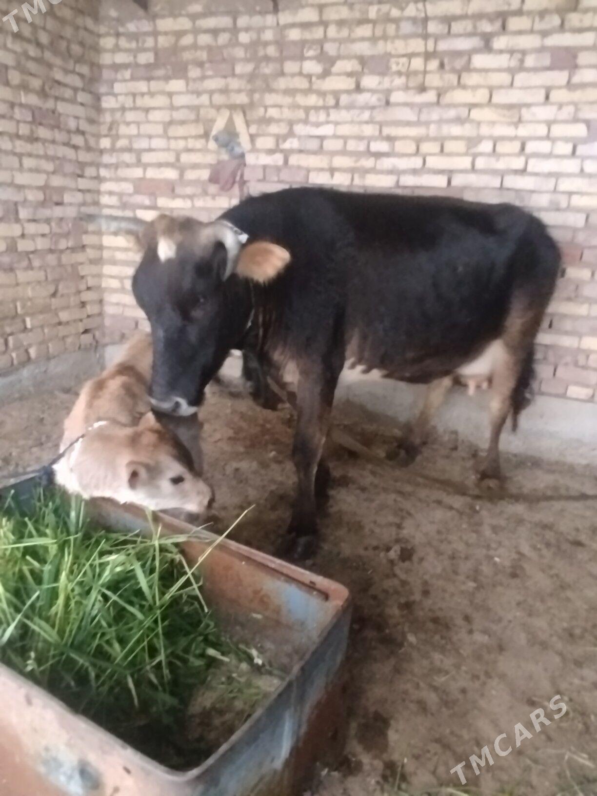 Goleli sygyr - Теджен - img 1