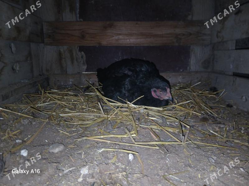 kuruk tasgent - Херрикгала - img 1