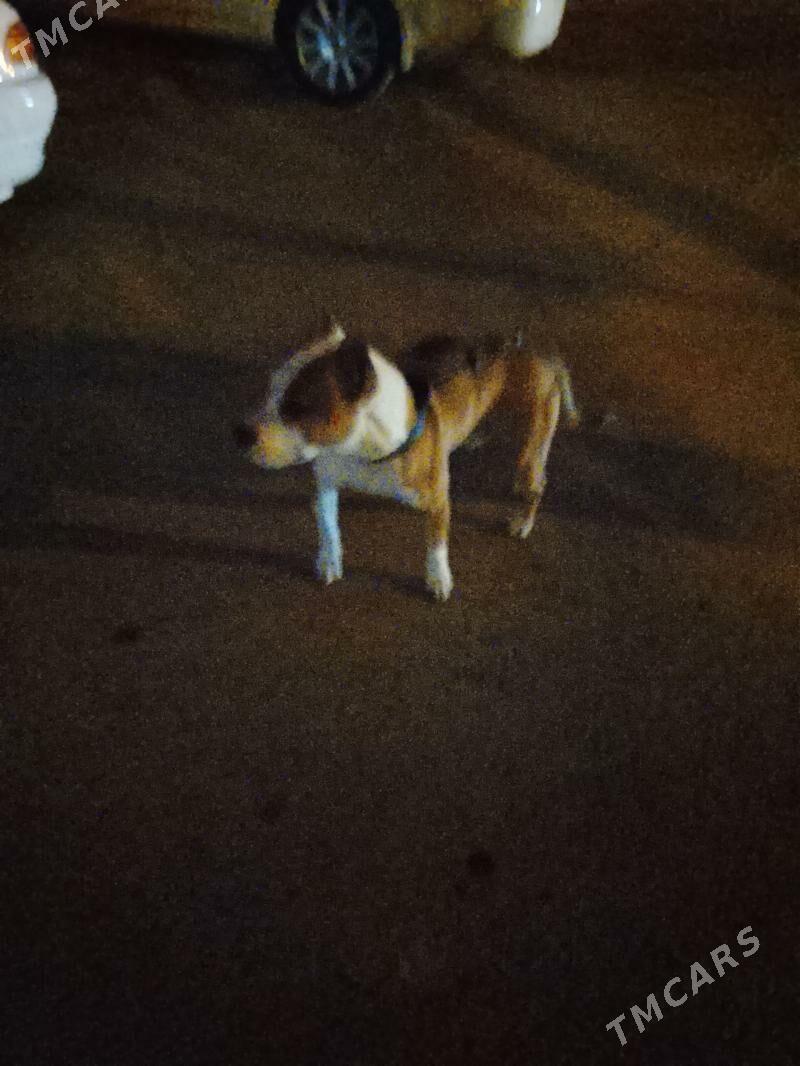 pitbul - Туркменабат - img 1