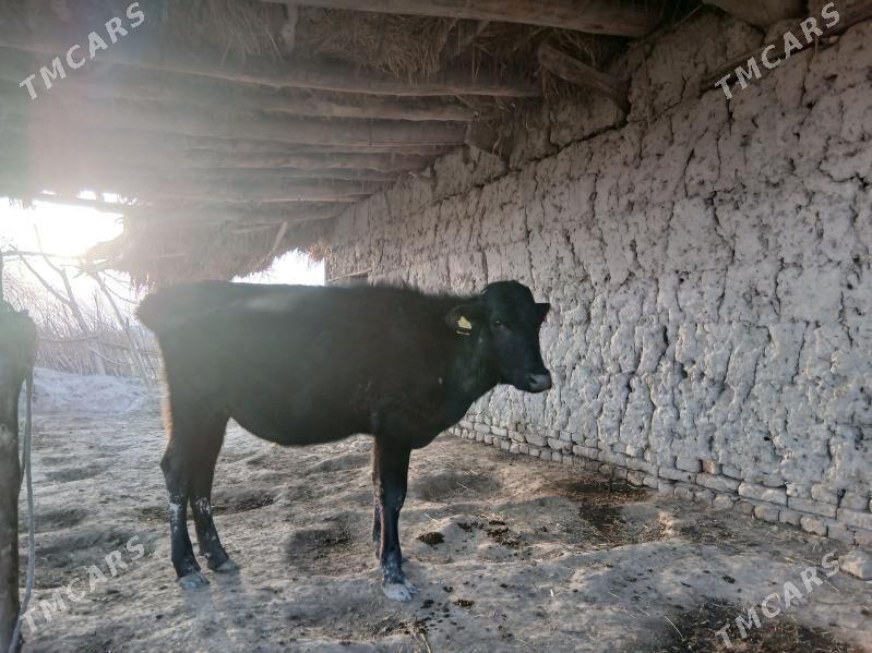 gibirit tuwe - Görogly (Tagta) - img 1