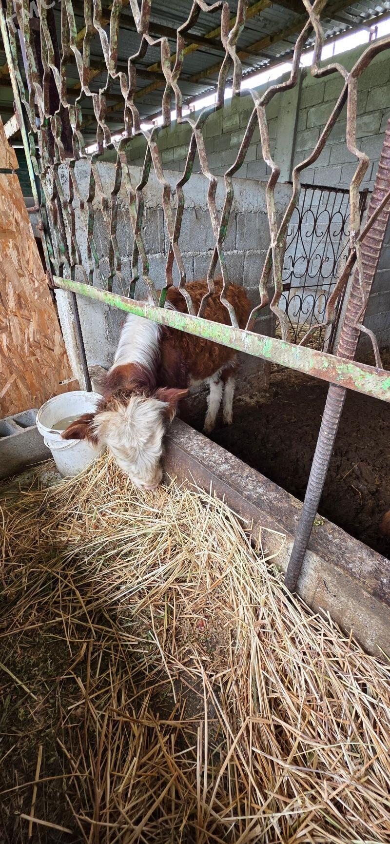 okuz - Гёкдепе - img 1