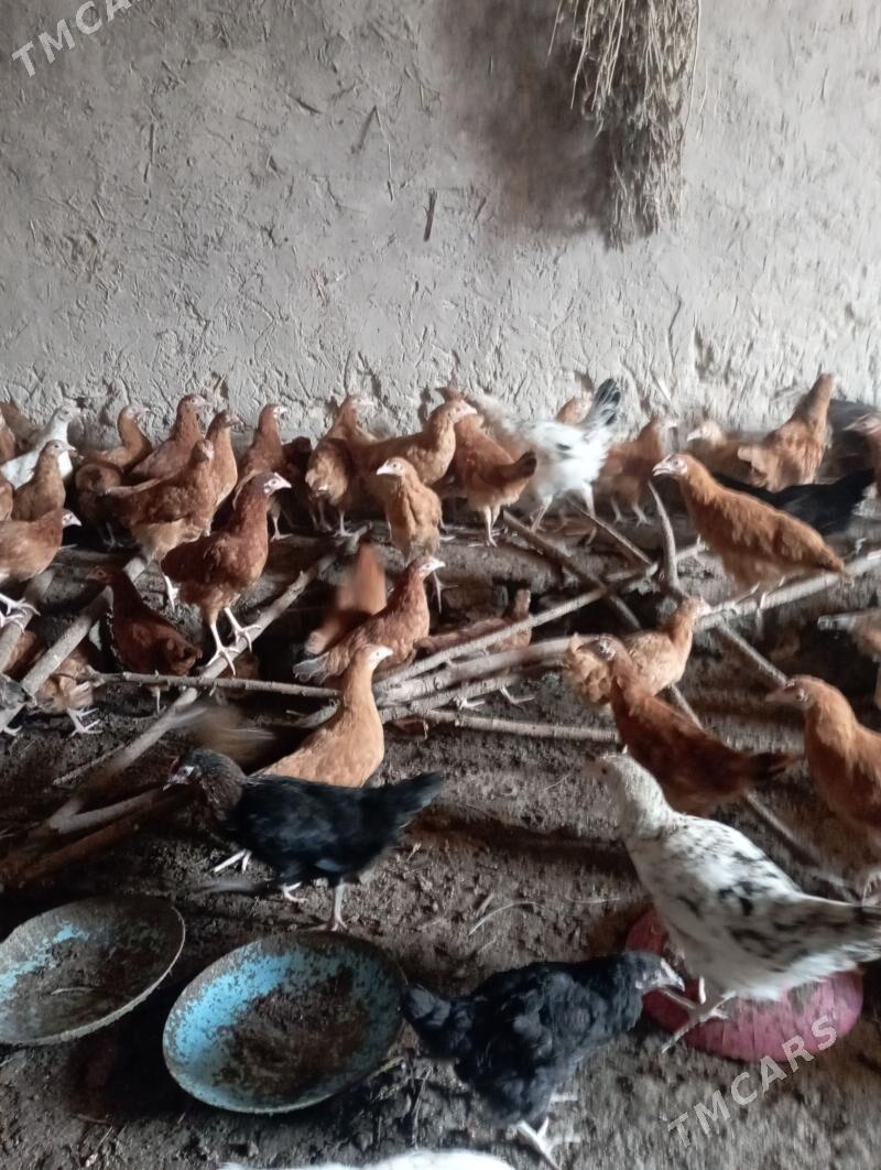 𝙩𝙤𝙫𝙪𝙠 𝙟𝙪𝙟𝙚 - Gubadag - img 1