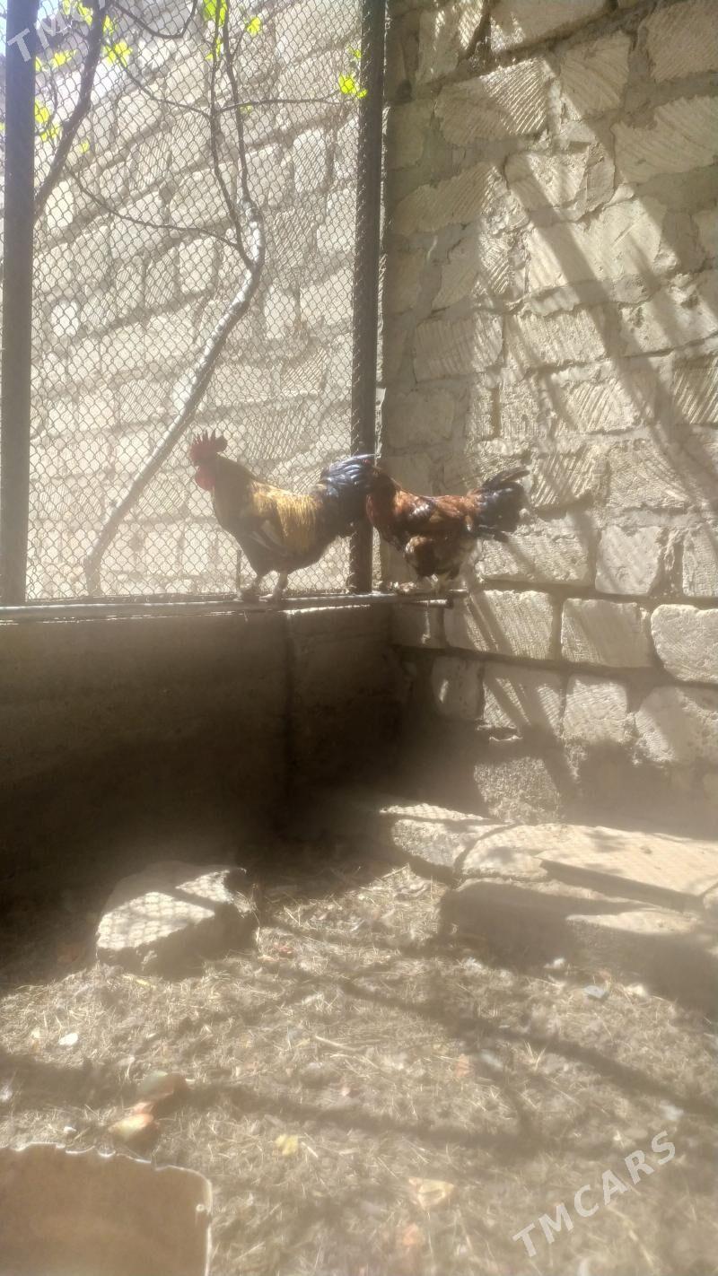 Хоразлар - Türkmenbaşy - img 1