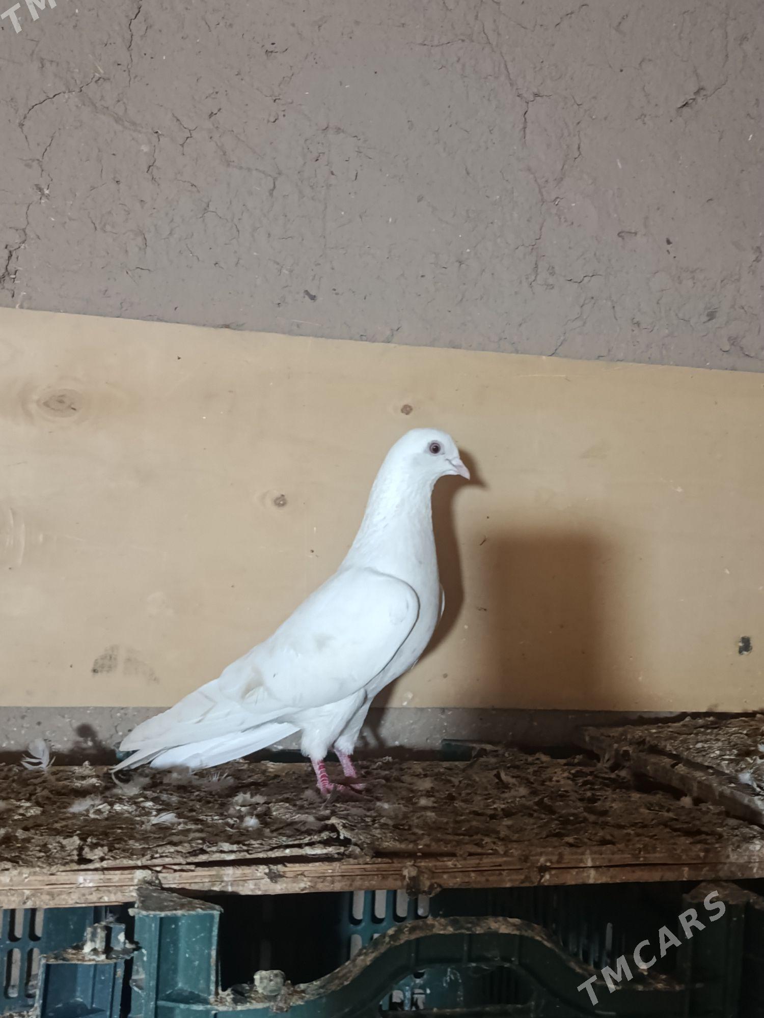 kepderi - Мары - img 1